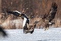 Japan Wildlife
