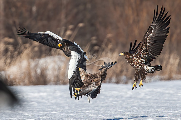 Steller's Sea Eagle & White Tailed Eagles