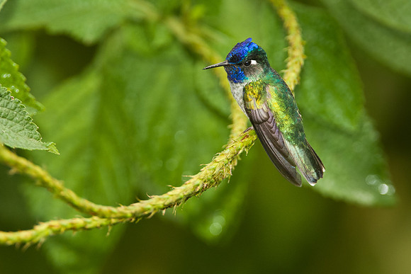Violet-Headed Hummingbird
