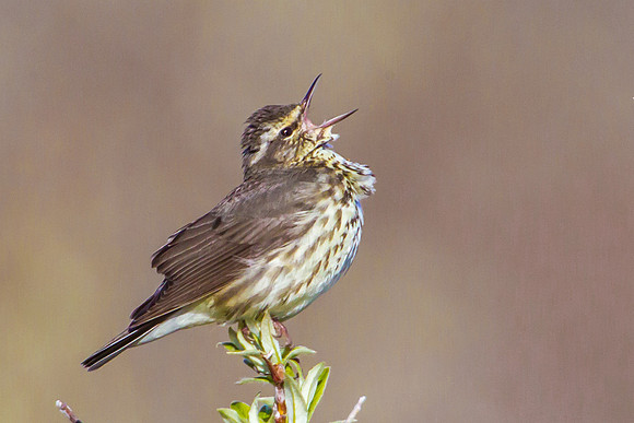 Northern Waterthrush