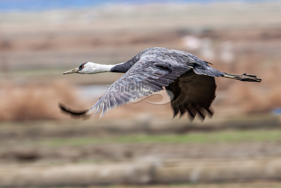 Hooded Crane
