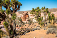 Joshua Trees