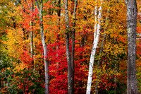 Autumn Splendor