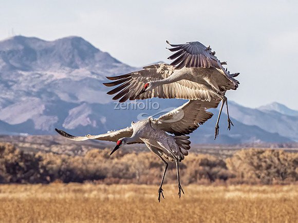 Sandhill Cranes