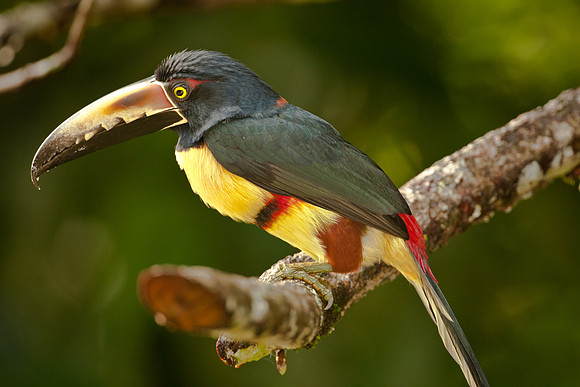 Collared Aracari