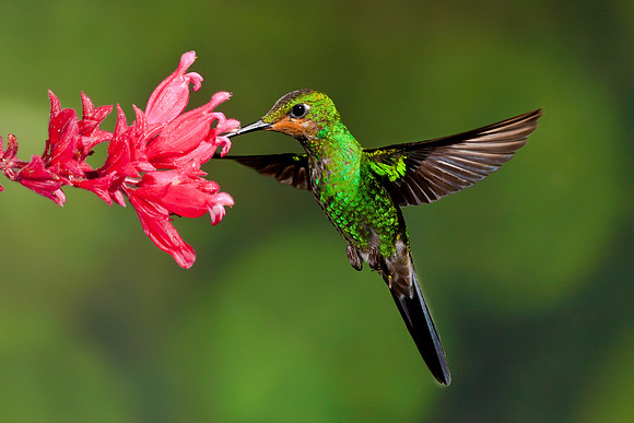 Green Crowned Brilliant