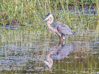 Great Blue Heron