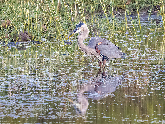 Great Blue Heron