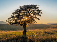 Sunburst