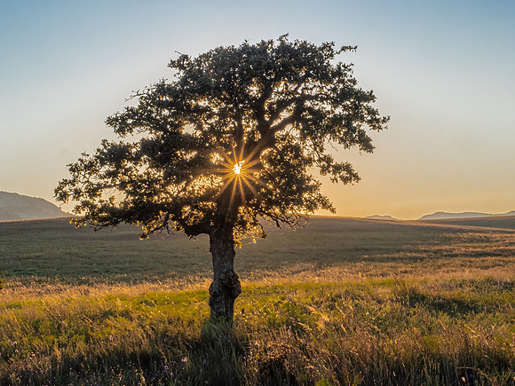 Sunburst