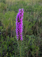 Purple Loosestrife