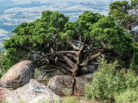 Rocky Mountain Juniper