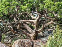 Rocky Mountain Juniper