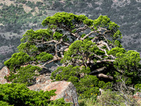 Rocky Mountain Juniper