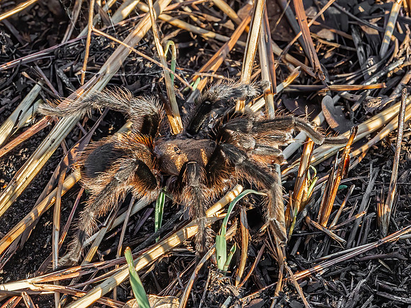 Tarantula