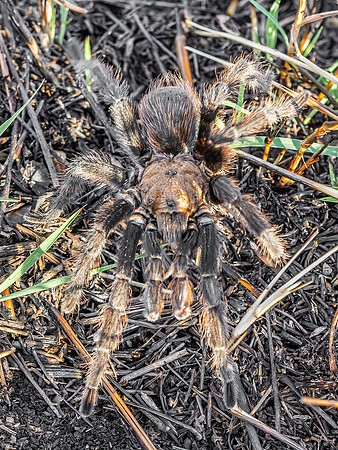 Tarantula