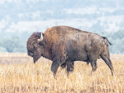 Bison