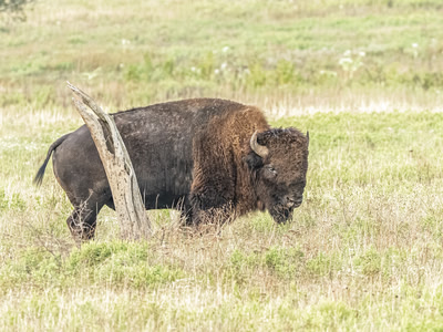 Bison