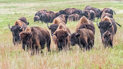 Bison