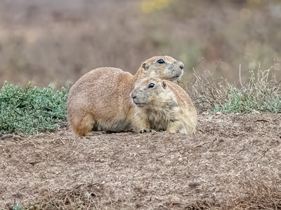 Black-Tailed Prairie Dogs