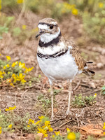 Kildeer