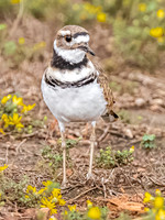 Kildeer