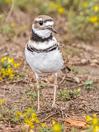Kildeer