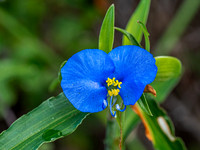Commelina communis