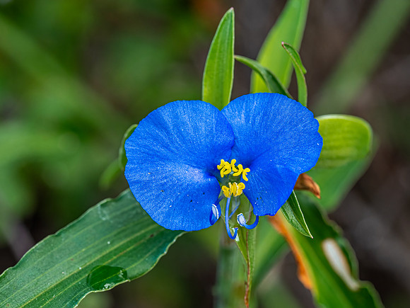 Commelina communis