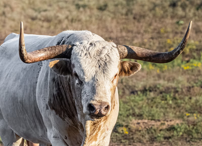 Texas Longhorn Bull