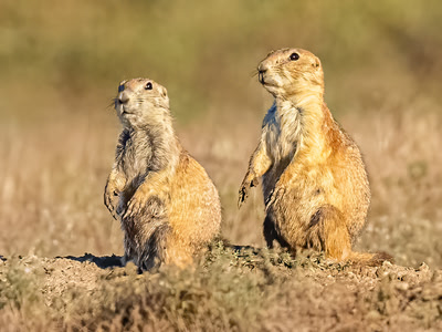 Black-Tailed Prairie Dogs
