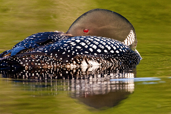 Common Loon