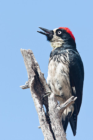Acorn Woodpecker