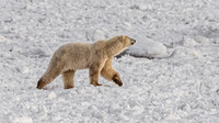 Churchill Wildlife Management Area, Canada