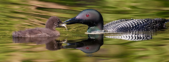 Common Loon