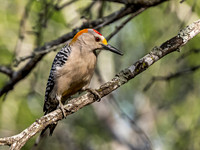 Golden Fronted Woodpecker