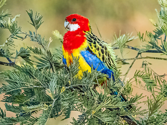 Eastern Rosella