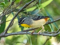 Spotted Paralote