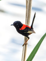 Red Backed Fairy Wren