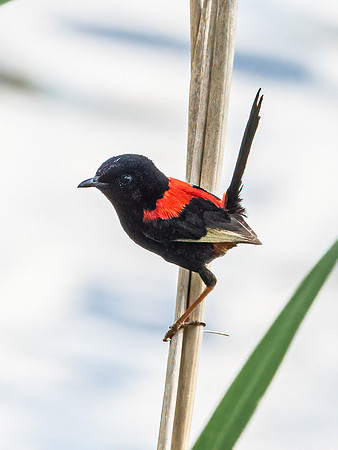 Red Backed Fairy Wren