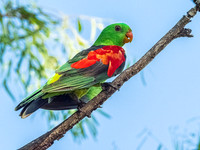 Red Winged Parrot