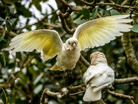 Little Corella
