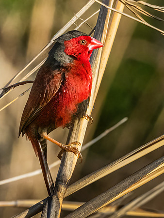Crimson Finch