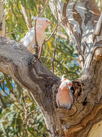 Major Mitchell's Cockatoo