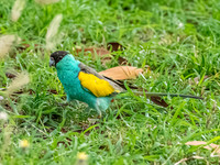 Hooded Parrot