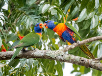 Rainbow Lorikeet