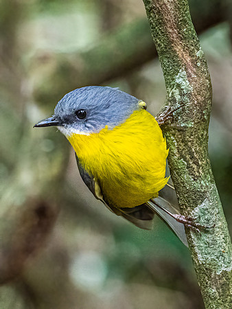 Eastern Yellow Robin