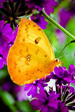 Orange Barred Sulpher