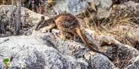 Rock Wallaby