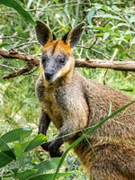wallaby